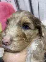 Annie chocolate merle, a female Sheepadoodle for sale in Damascus, AR – Photo 4 of 7