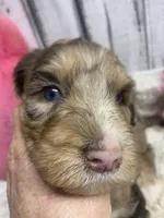 Annie chocolate merle, a female Sheepadoodle for sale in Damascus, AR – Photo 5 of 7