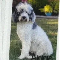 Sinbad blue eyes , a male Sheepadoodle for sale in Damascus, AR – Photo 2 of 5