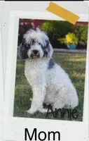 Sinbad blue eyes , a male Sheepadoodle for sale in Damascus, AR – Photo 2 of 3