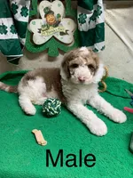 Sinbad blue eyes , a male Sheepadoodle for sale in Damascus, AR – Photo 5 of 5