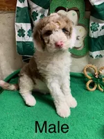 Sinbad blue eyes , a male Sheepadoodle for sale in Damascus, AR – Photo 4 of 5