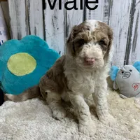 Sinbad blue eyes , a male Sheepadoodle for sale in Damascus, AR – Photo 1 of 5