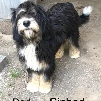 Sinbad blue eyes , a male Sheepadoodle for sale in Damascus, AR – Photo 3 of 5