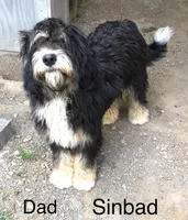 Sinbad blue eyes , a male Sheepadoodle for sale in Damascus, AR – Photo 3 of 3