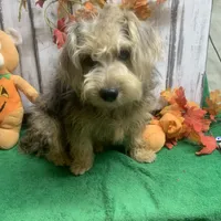 Merle Gizmo, a male Yorkipoo for sale in Damascus, AR – Photo 2 of 6