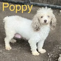 Merle Gizmo, a male Yorkipoo for sale in Damascus, AR – Photo 5 of 6