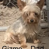 Merle Gizmo, a male Yorkipoo for sale in Damascus, AR – Photo 6 of 6