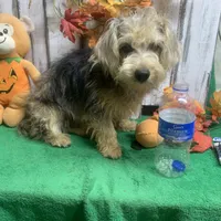 Merle Gizmo, a male Yorkipoo for sale in Damascus, AR – Photo 1 of 6