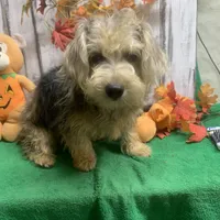Merle Gizmo, a male Yorkipoo for sale in Damascus, AR – Photo 3 of 6