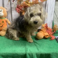 Merle Gizmo, a male Yorkipoo for sale in Damascus, AR – Photo 4 of 6