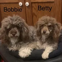 Boots & Betty pup, a male Poodle - Toy  for sale in Damascus, AR – Photo 4 of 4