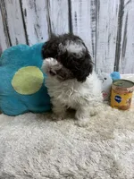 Boots & Betty pup, a male Poodle - Toy  for sale in Damascus, AR – Photo 4 of 6