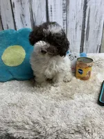 Boots & Betty pup, a male Poodle - Toy  for sale in Damascus, AR – Photo 3 of 6