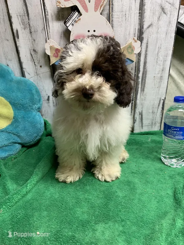 Boots & Betty pup – Poodle - Toy  puppy for sale in Damascus, AR