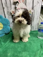 Boots & Betty pup, a male Poodle - Toy  for sale in Damascus, AR – Photo 1 of 4