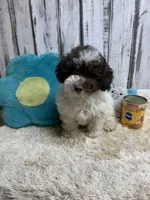 Boots & Betty pup, a male Poodle - Toy  for sale in Damascus, AR – Photo 2 of 6