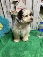 Boots & Betty pup, a male Poodle - Toy  for sale in Damascus, AR – Photo 2 of 4