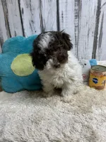 Boots & Betty pup, a male Poodle - Toy  for sale in Damascus, AR – Photo 1 of 6