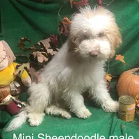 Mini Gabe parti, a male Sheepadoodle for sale in Damascus, AR – Photo 3 of 6