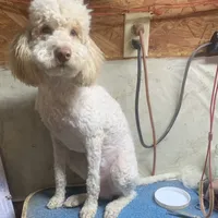 Mini Gabe parti, a male Sheepadoodle for sale in Damascus, AR – Photo 2 of 6