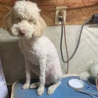 Mini Gabe parti, a male Sheepadoodle for sale in Damascus, AR – Photo 1 of 6