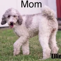 Mini Gabe parti, a male Sheepadoodle for sale in Damascus, AR – Photo 5 of 6