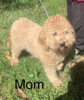 Hank, a male Goldendoodle for sale in Damascus, AR – Photo 2 of 3