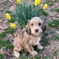 Hank, a male Goldendoodle for sale in Damascus, AR – Photo 1 of 3
