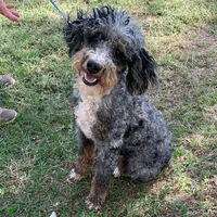 Hank, a male Goldendoodle for sale in Damascus, AR – Photo 3 of 3