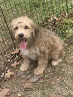 Riley female pup, a female Golden Mountain Doodle for sale in Damascus, AR – 2 of 6
