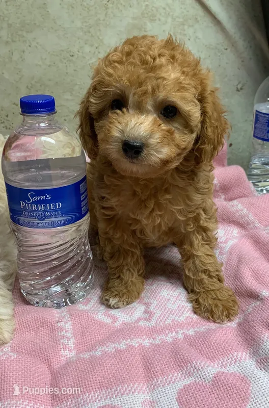 Lucy pup – Poodle - Toy  puppy for sale in Damascus, AR