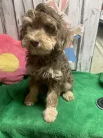 Chocolate  Riley , a female Golden Mountain Doodle for sale in Damascus, AR – Photo 2 of 4