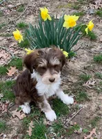 Chocolate Tri Riley , a female Golden Mountain Doodle for sale in Damascus, AR – Photo 1 of 5