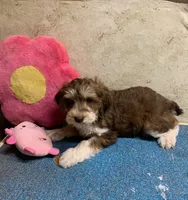 Chocolate Tri Riley , a female Golden Mountain Doodle for sale in Damascus, AR – Photo 3 of 5