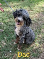 Chocolate Tri Riley , a female Golden Mountain Doodle for sale in Damascus, AR – Photo 5 of 5