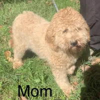 Chocolate  Riley , a female Golden Mountain Doodle for sale in Damascus, AR – Photo 3 of 4