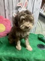 Chocolate  Riley , a female Golden Mountain Doodle for sale in Damascus, AR – Photo 1 of 4