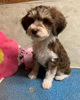 Chocolate Tri Riley , a female Golden Mountain Doodle for sale in Damascus, AR – Photo 2 of 5