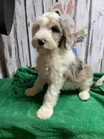 Annie Belle , a female Sheepadoodle for sale in Damascus, AR – Photo 2 of 4