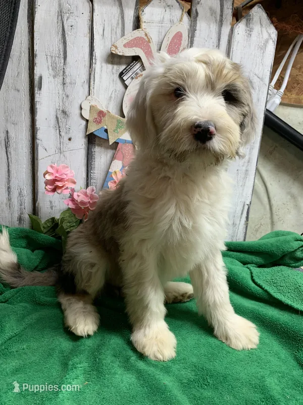 Annie Belle  – Sheepadoodle puppy for sale in Damascus, AR