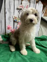Annie Belle , a female Sheepadoodle for sale in Damascus, AR – Photo 1 of 4