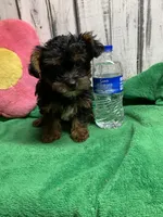 Alburn pup, a female Yorkipoo for sale in Damascus, AR – Photo 1 of 2