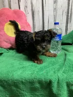 Alburn pup, a female Yorkipoo for sale in Damascus, AR – Photo 2 of 2