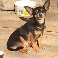 BeeBee blue pup, a female Chihuahua for sale in Damascus, AR – Photo 6 of 6