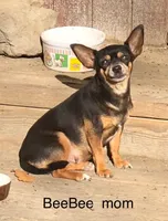 BeeBee blue pup, a female Chihuahua for sale in Damascus, AR – Photo 6 of 6