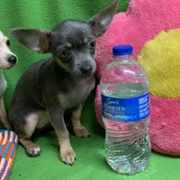 BeeBee blue pup, a female Chihuahua for sale in Damascus, AR – Photo 3 of 6