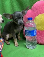 BeeBee blue pup, a female Chihuahua for sale in Damascus, AR – Photo 3 of 6