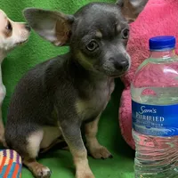BeeBee blue pup, a female Chihuahua for sale in Damascus, AR – Photo 2 of 6