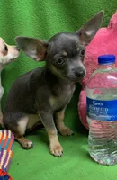 BeeBee blue pup, a female Chihuahua for sale in Damascus, AR – Photo 2 of 6
